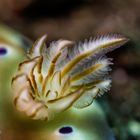 gills of a nudibranch....