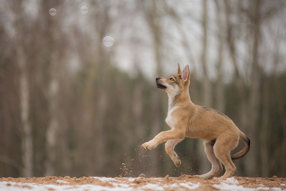 Gimme dat ding Foto & Bild tiere, haustiere, hunde Bilder auf