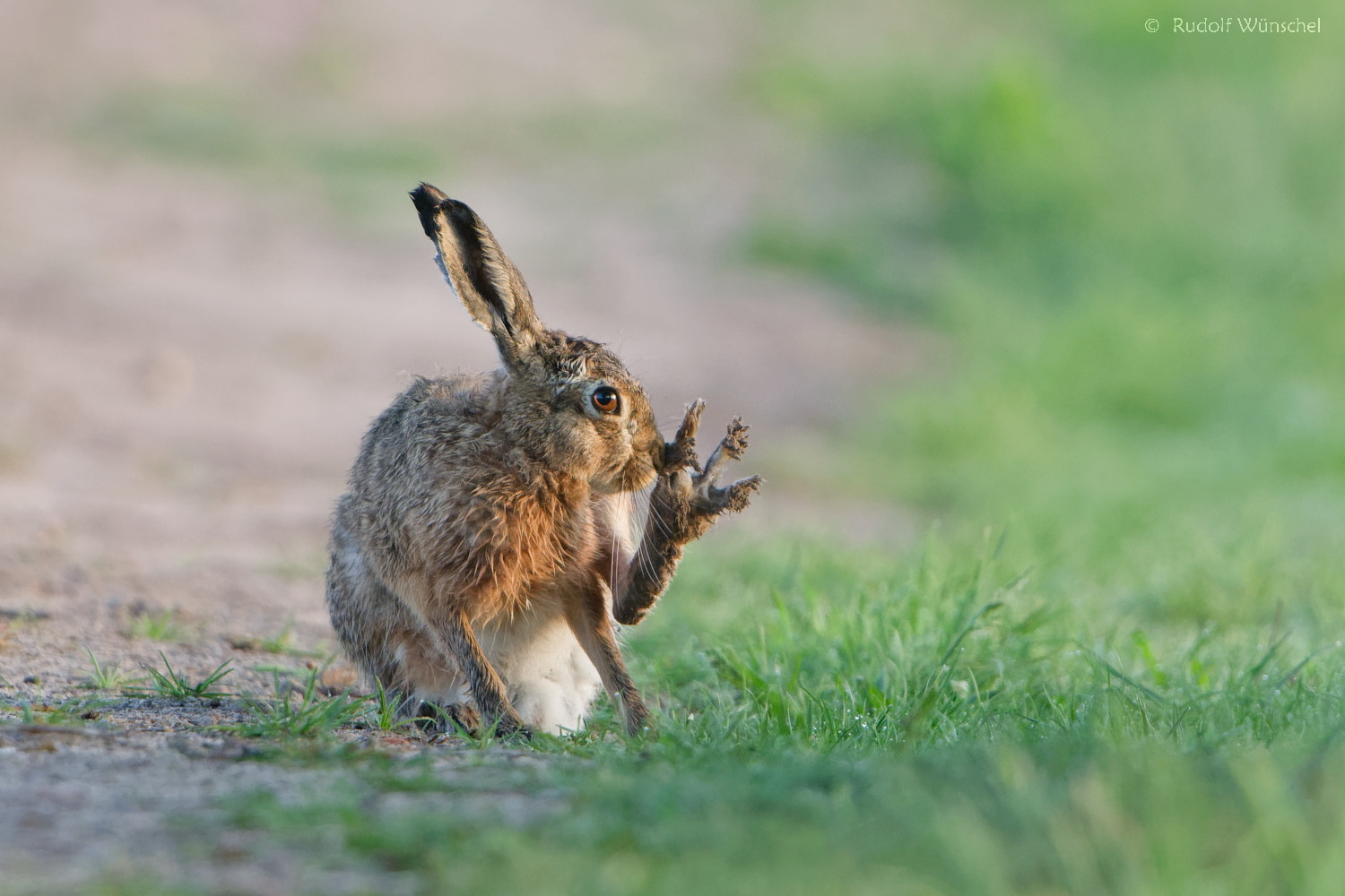  " Gimme Five " 