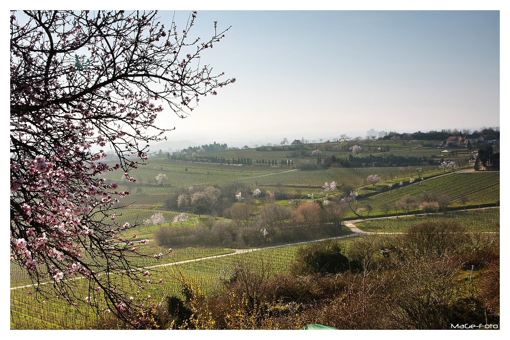 Gimmeldingen Ausblick