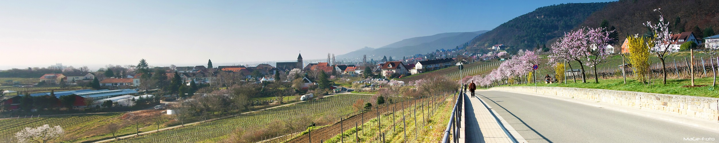 Gimmeldingen-Panorama