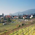 Gimmeldingen-Panorama