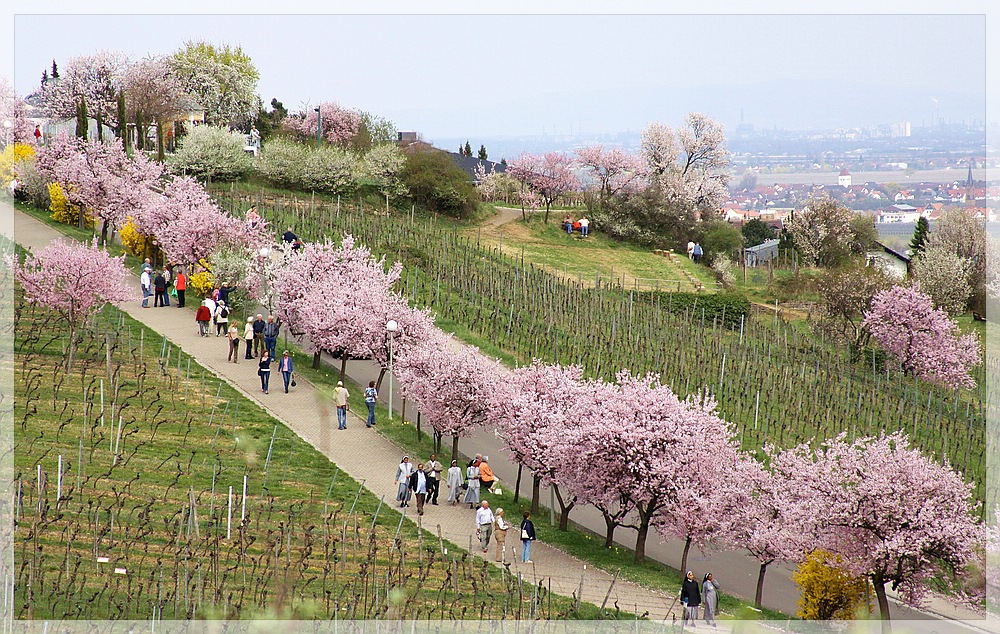 Gimmeldinger Mandelbaumblüten