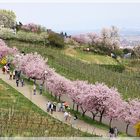 Gimmeldinger Mandelbaumblüten