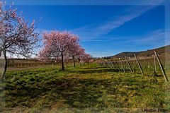 Gimmeldinger Mandelblüte 2