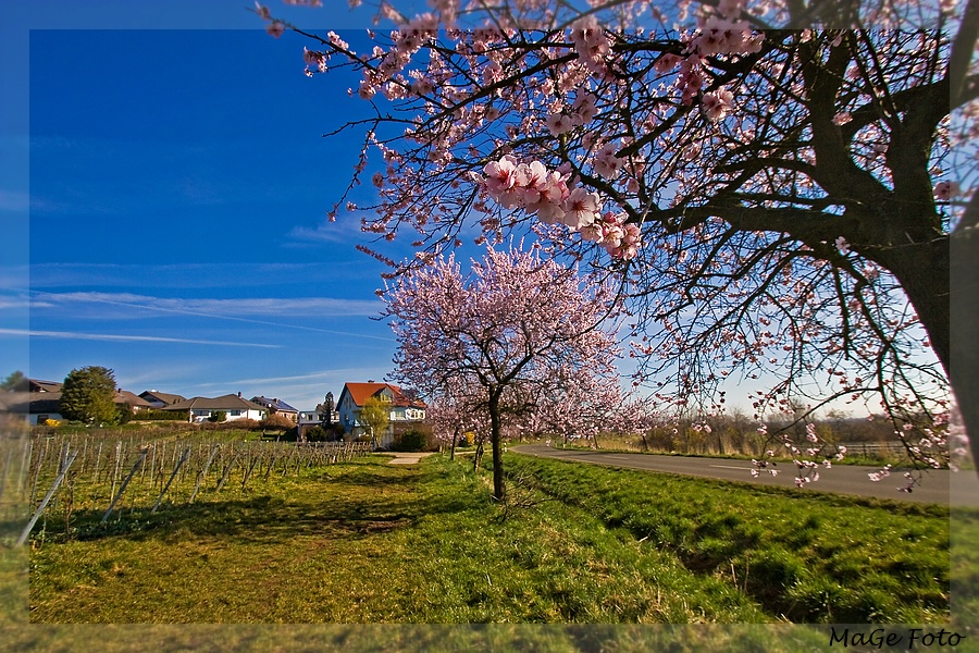 Gimmeldinger Mandelblüte 6