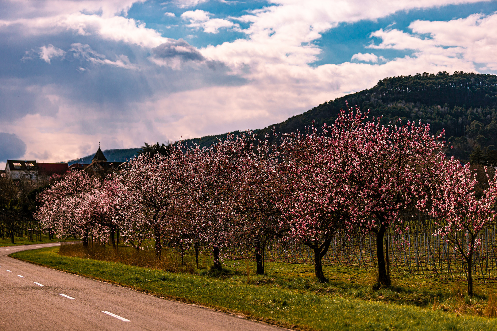 Gimmeldinger Mandelblüte