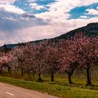 Gimmeldinger Mandelblüte