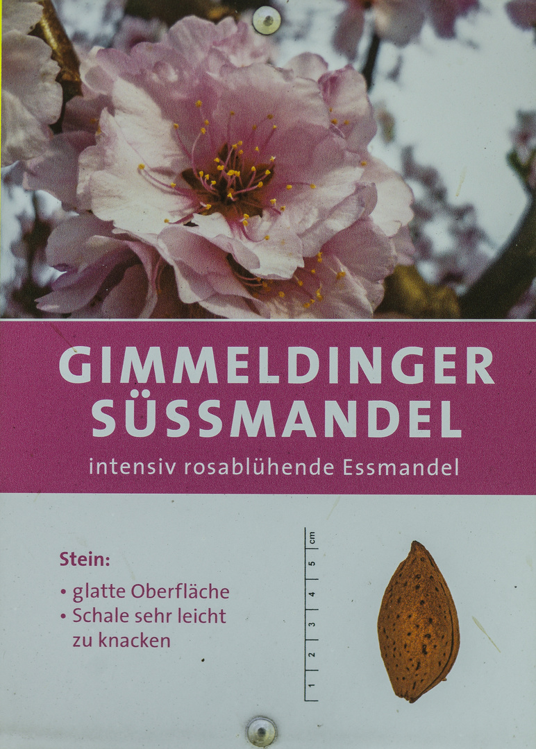 Gimmeldinger Süssmandel