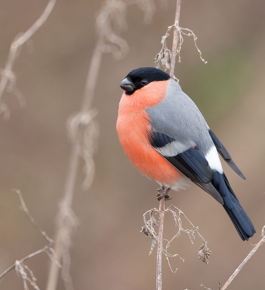 Gimpel, Foto & Bild | tiere, wildlife, natur Bilder auf fotocommunity