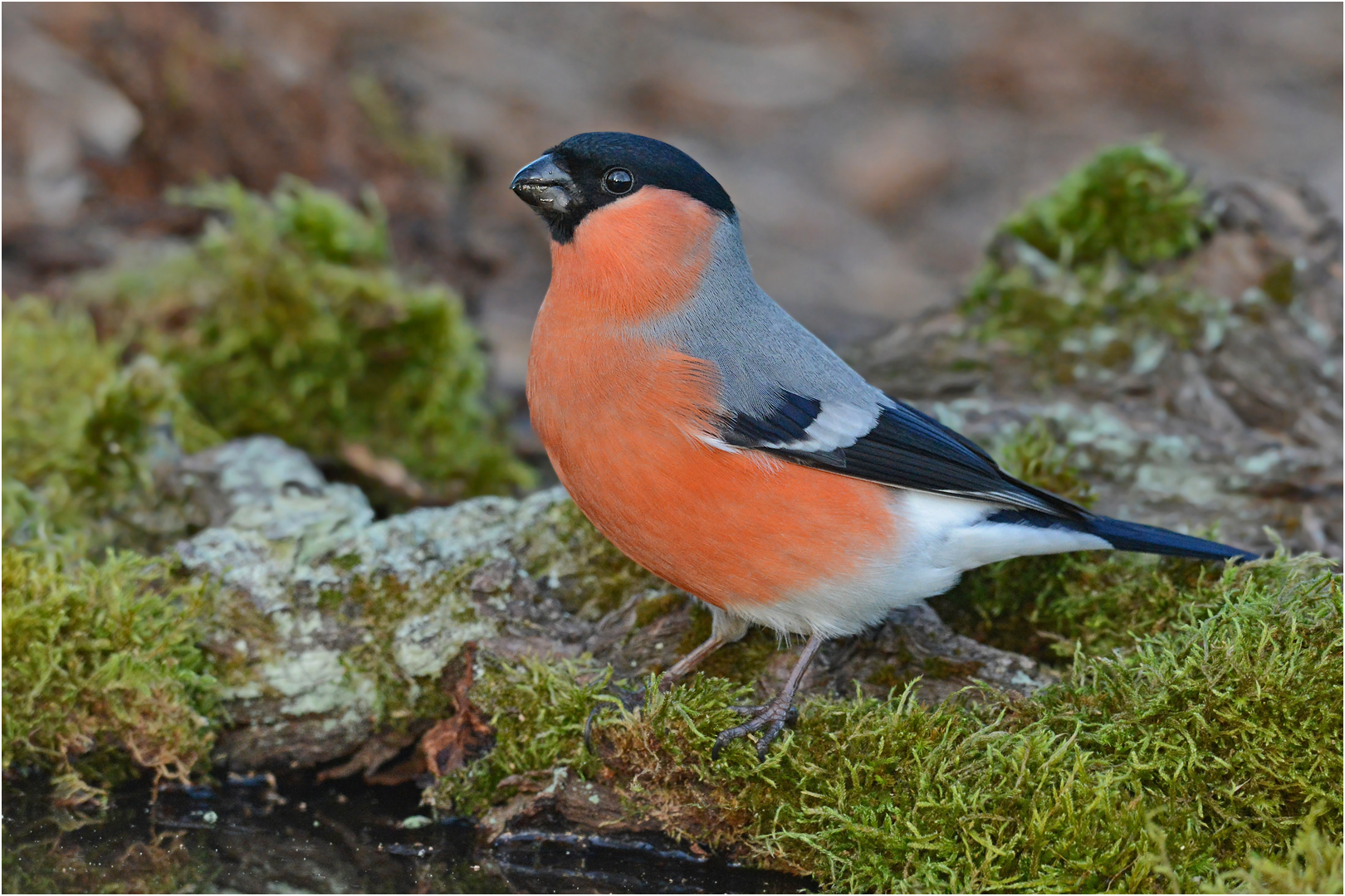 Gimpel Foto & Bild | natur, singvogel, tiere Bilder auf fotocommunity