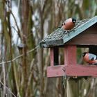 Gimpel am Vogelhaus