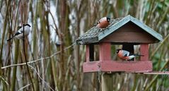 Gimpel am Vogelhaus