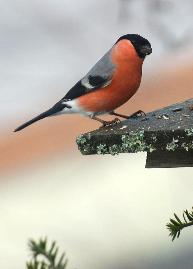 Gimpel auf dem Vogel-Tabelle heute in meinem Garten