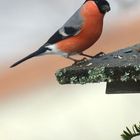 Gimpel auf dem Vogel-Tabelle heute in meinem Garten