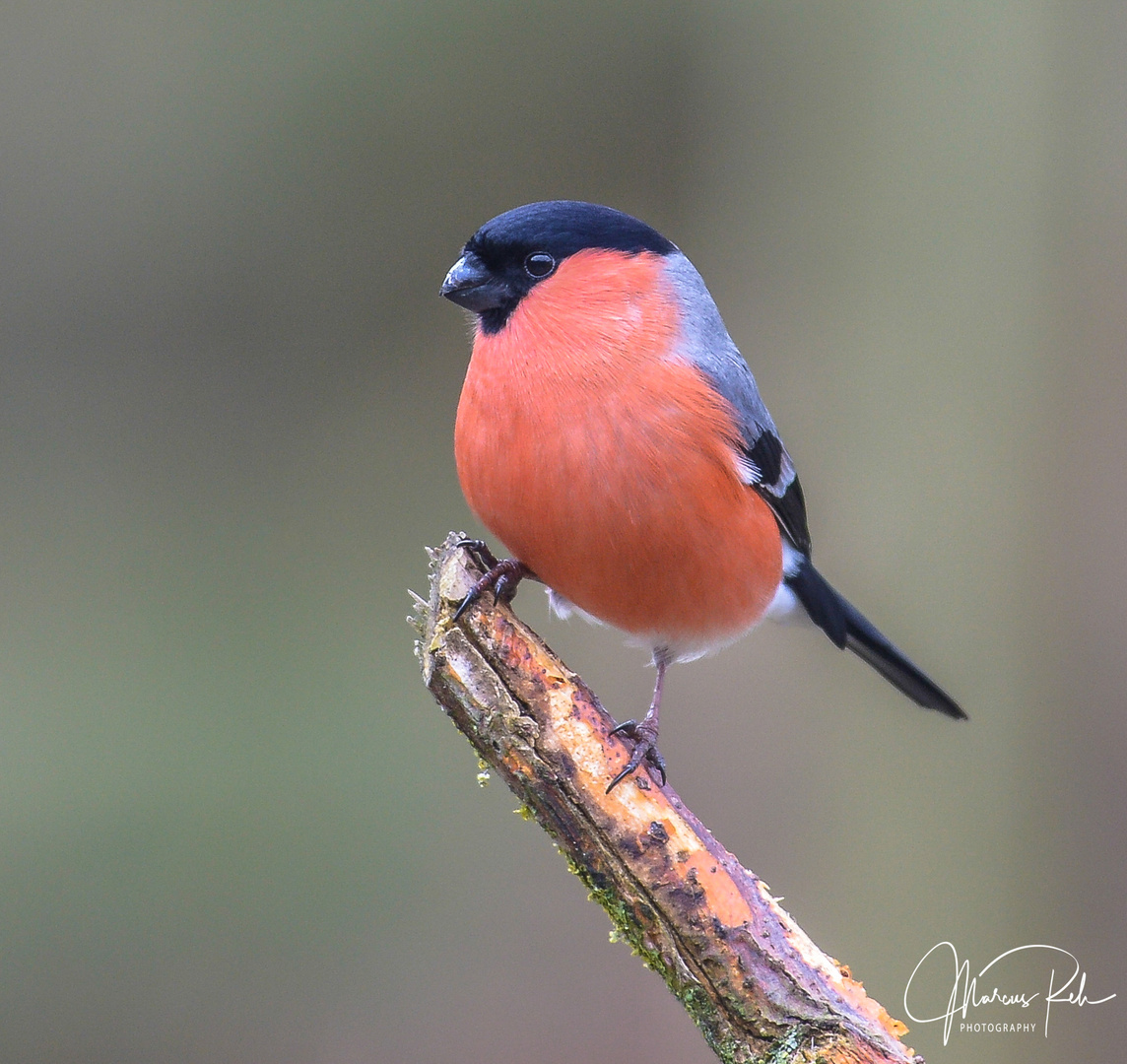 Gimpel Dompfaff Foto Bild Tiere Wildlife Wild Lebende Vogel Bilder Auf Fotocommunity
