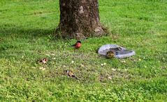 Gimpel, ein Stieglitzpärchen, Grünfink am Futterplatz