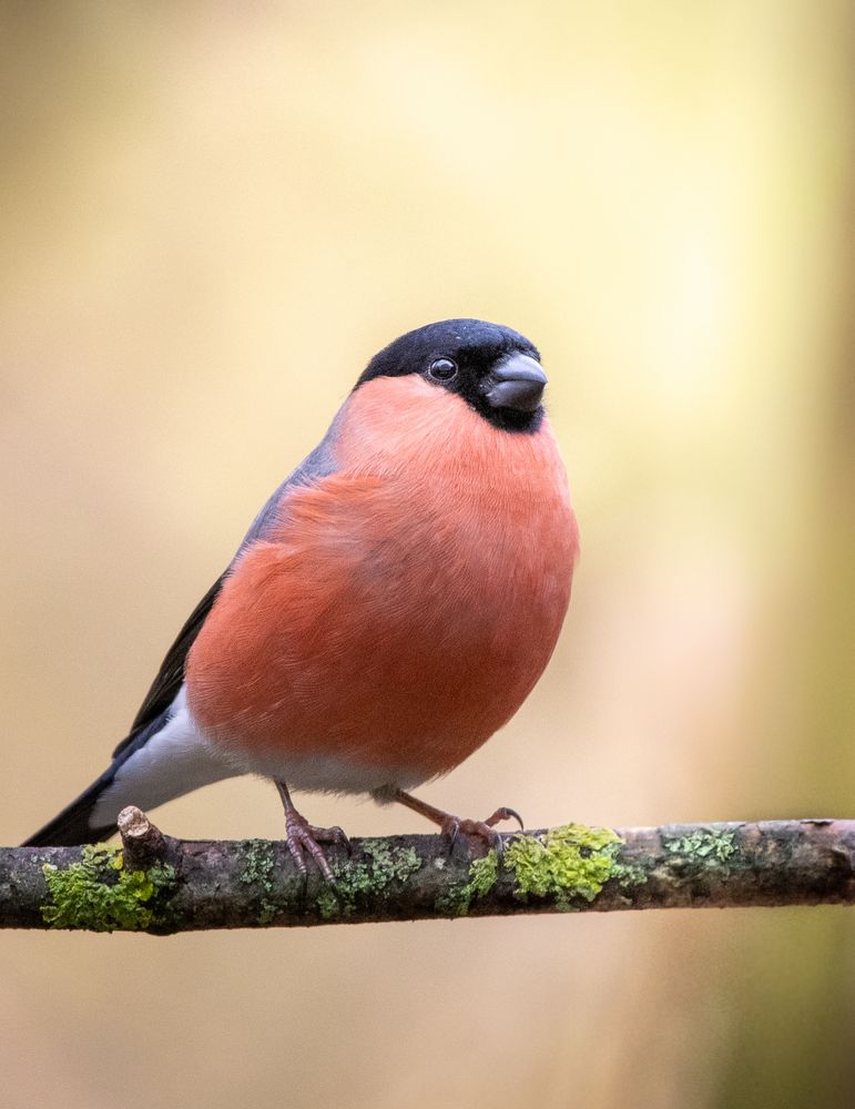 Gimpel Foto & Bild | natur, tiere, vögel Bilder auf fotocommunity