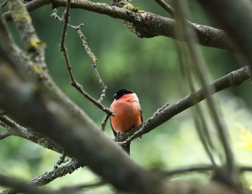 Gimpel im Garten Foto & Bild tiere, wildlife, wild lebende vögel