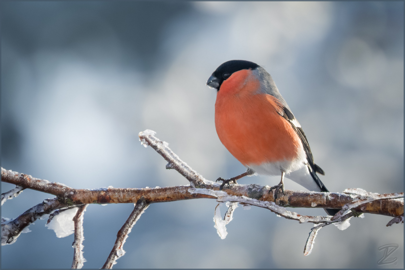 Gimpel im Gegenlicht - Eurasian bullfinch