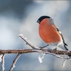 Gimpel im Gegenlicht - Eurasian bullfinch