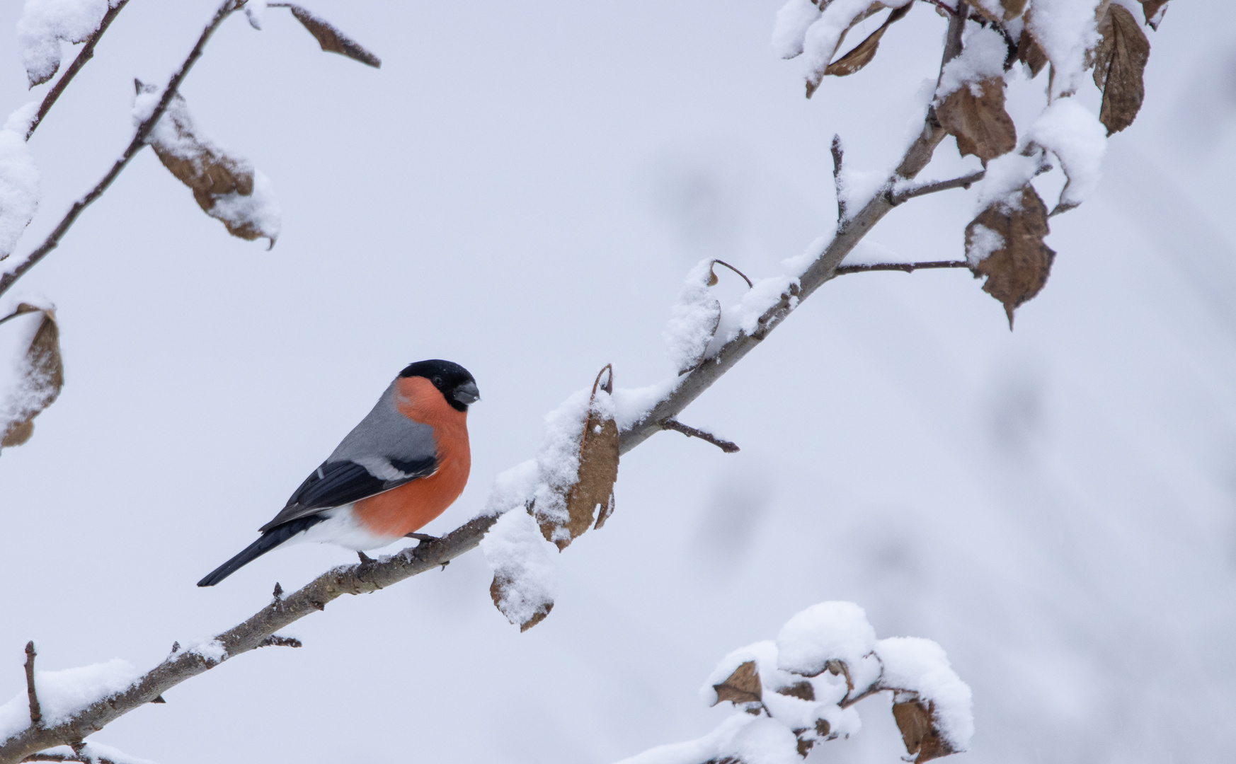 Gimpel im Schnee