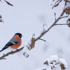 Gimpel im Schnee