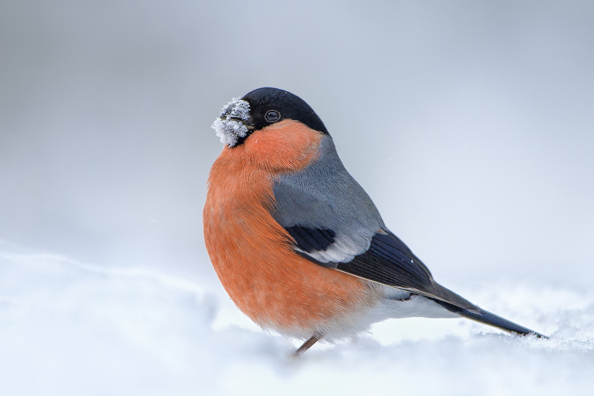 Gimpel im Schnee