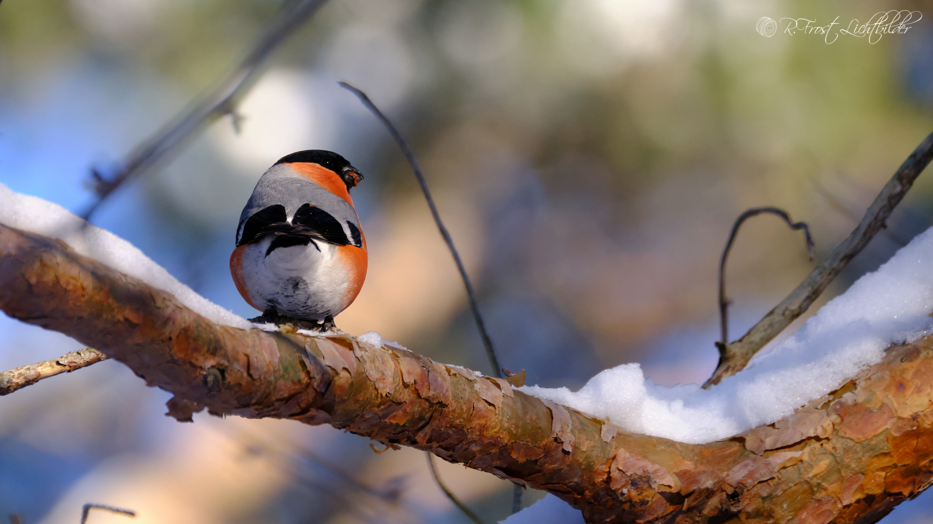 Gimpel im Schnee