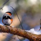 Gimpel im Schnee