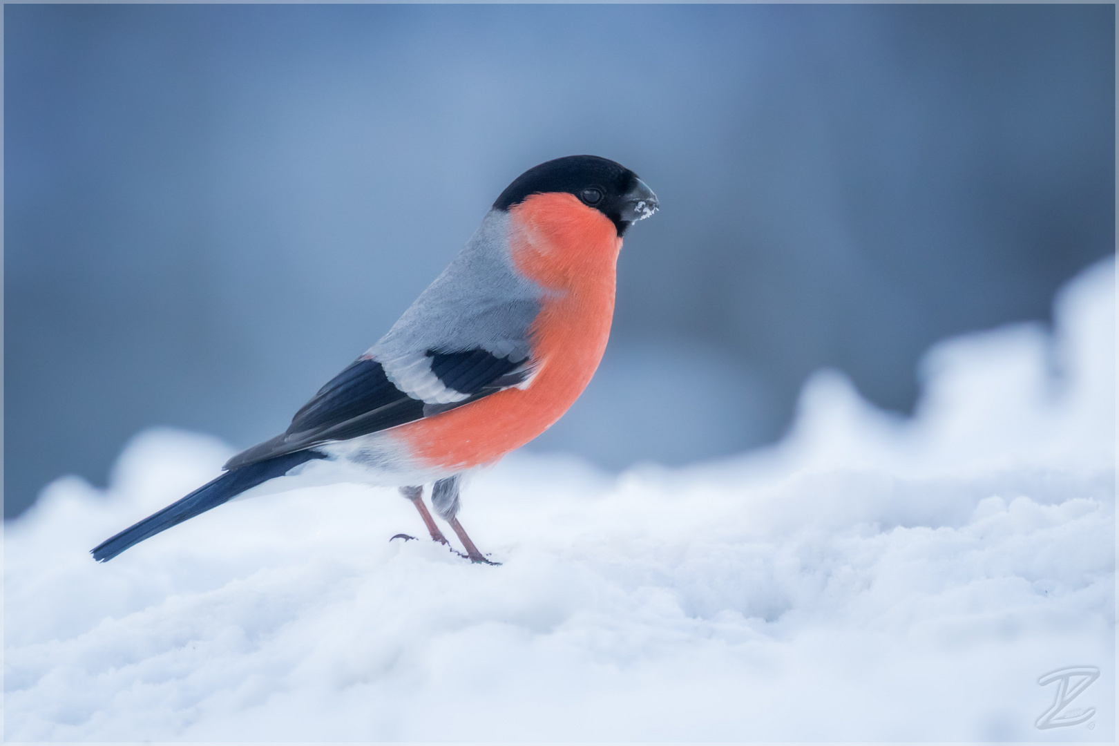 Gimpel im Schnee - Eurasian bullfinch