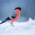 Gimpel im Schnee - Eurasian bullfinch