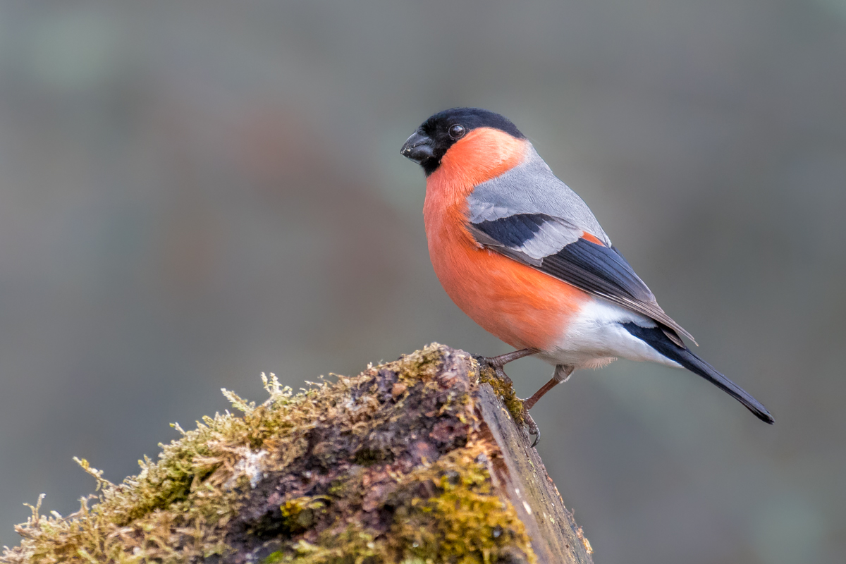 Gimpel im Schwenninger Moos