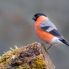 Gimpel im Schwenninger Moos