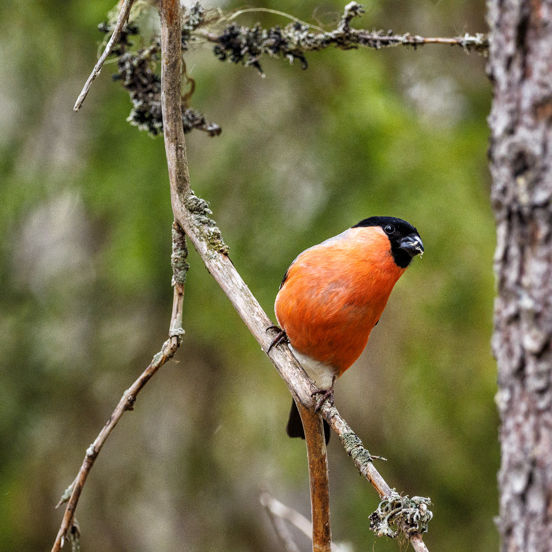 Gimpel ( Pyrrhula pyrrhula )