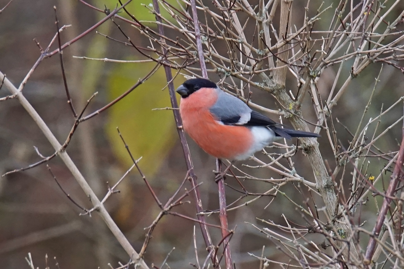 Gimpel (Pyrrhula pyrrhula), Männchen