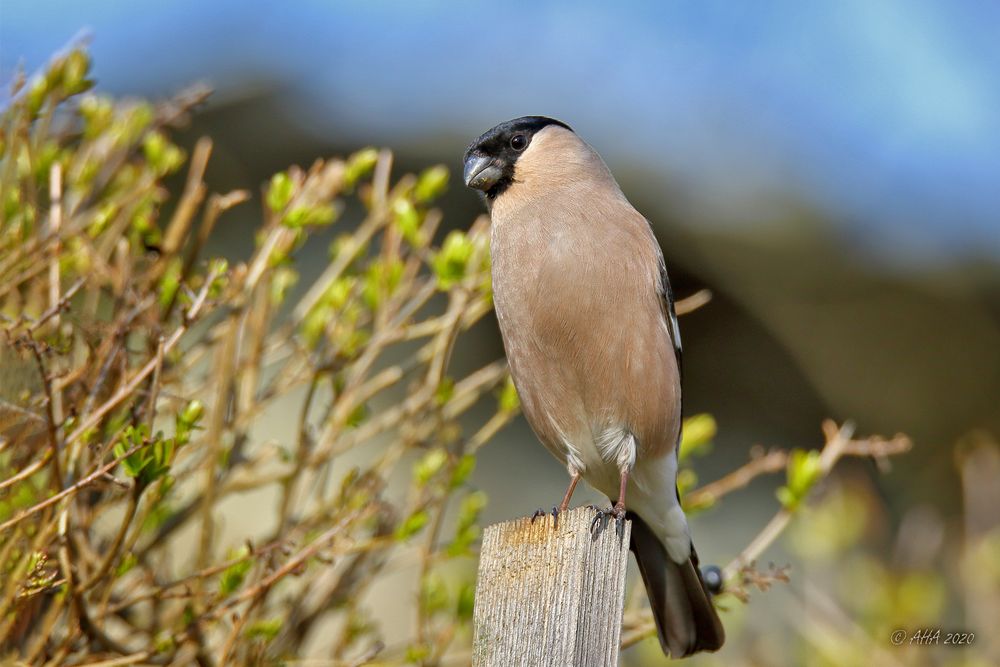 Gimpel (Pyrrhula pyrrhula) weiblich