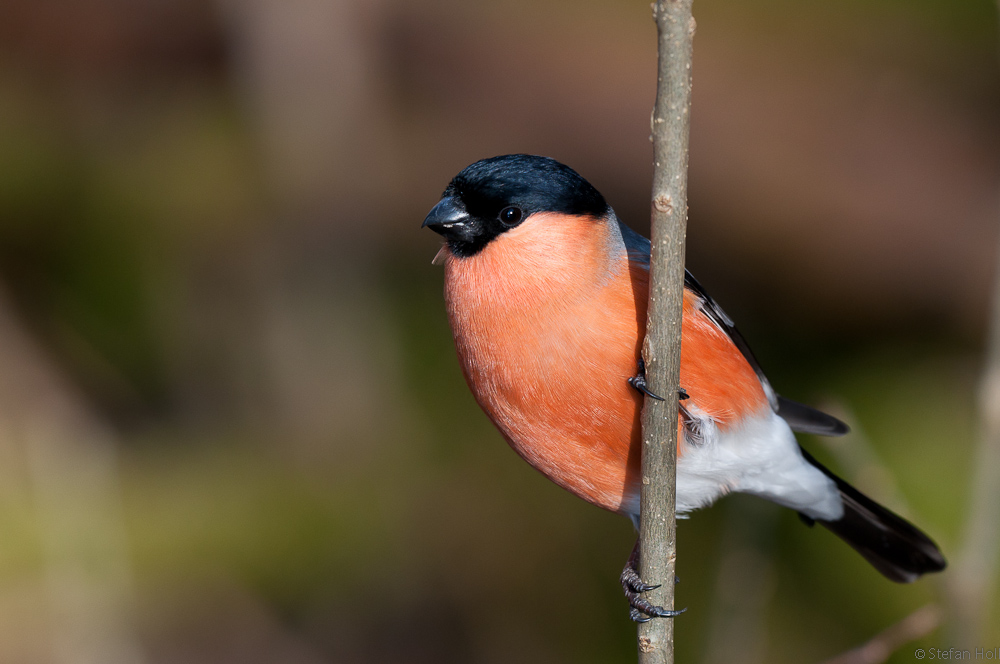 Gimpel (Pyrrhula pyrrhulla), Männchen