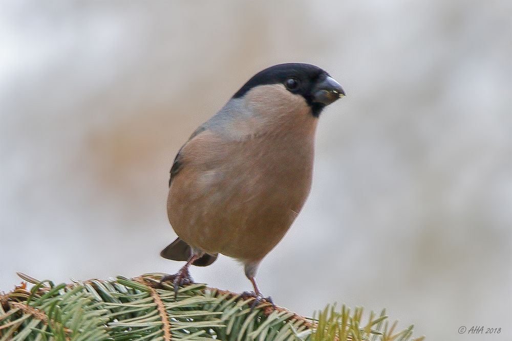 Gimpel Weibchen