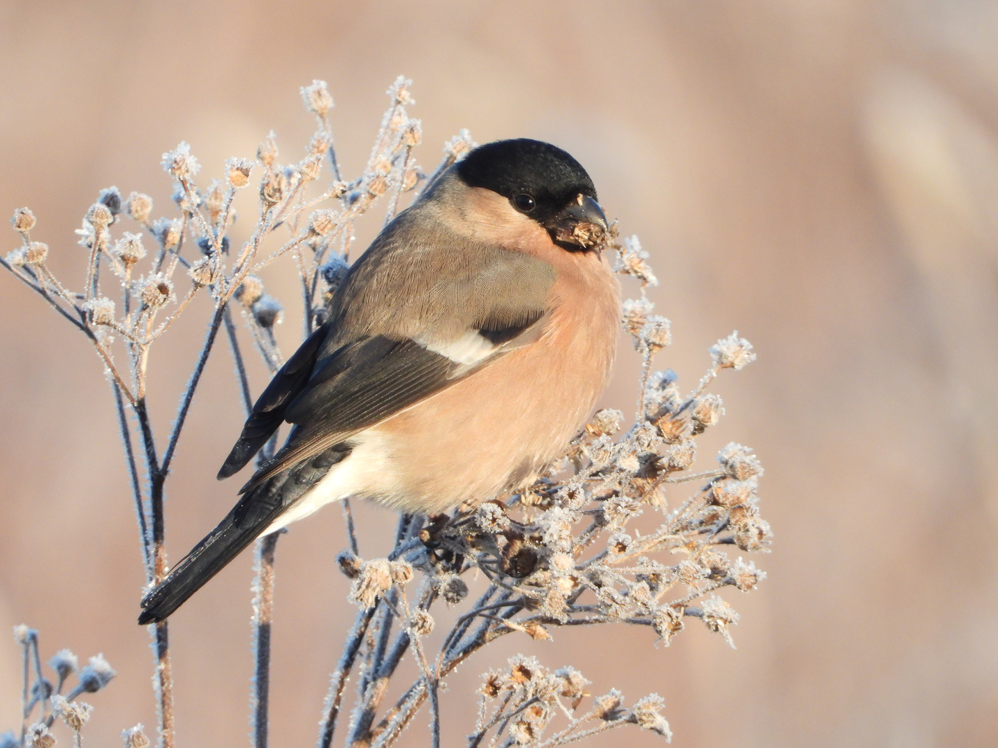 Gimpeldame bei Raureif