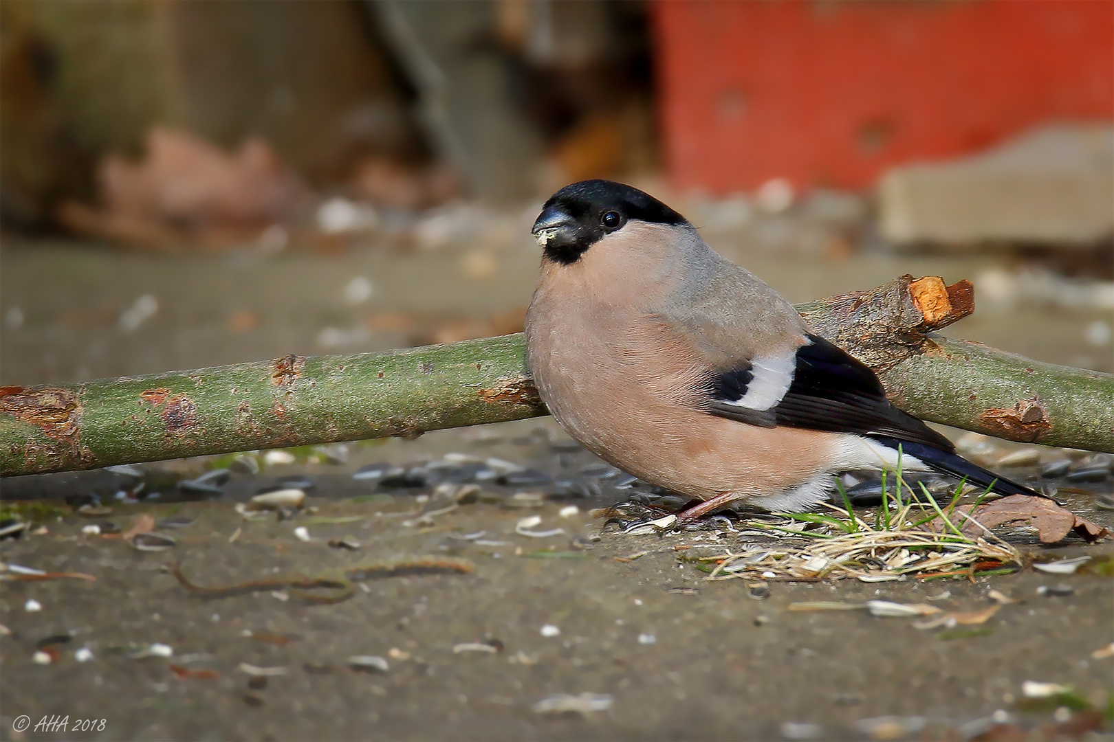 Gimpeldame beim Abendessen