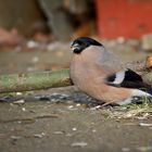 Gimpeldame beim Abendessen