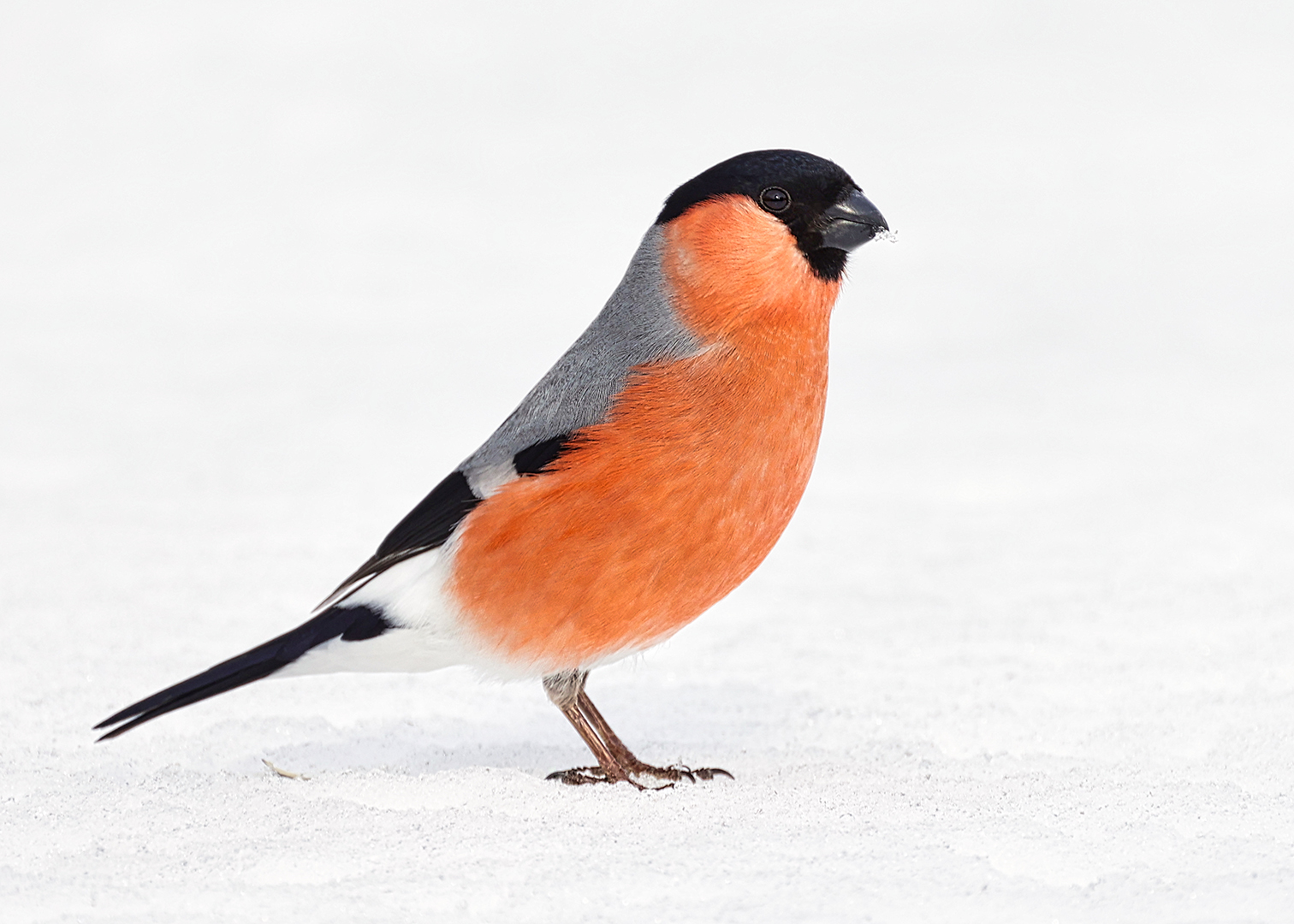 Gimpelherr im Schnee