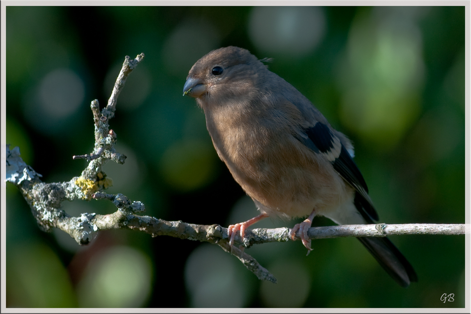 Gimpeljungvogel weiblich...