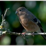 Gimpeljungvogel weiblich...