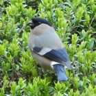 Gimpelweibchen auf Heckenmyrthe