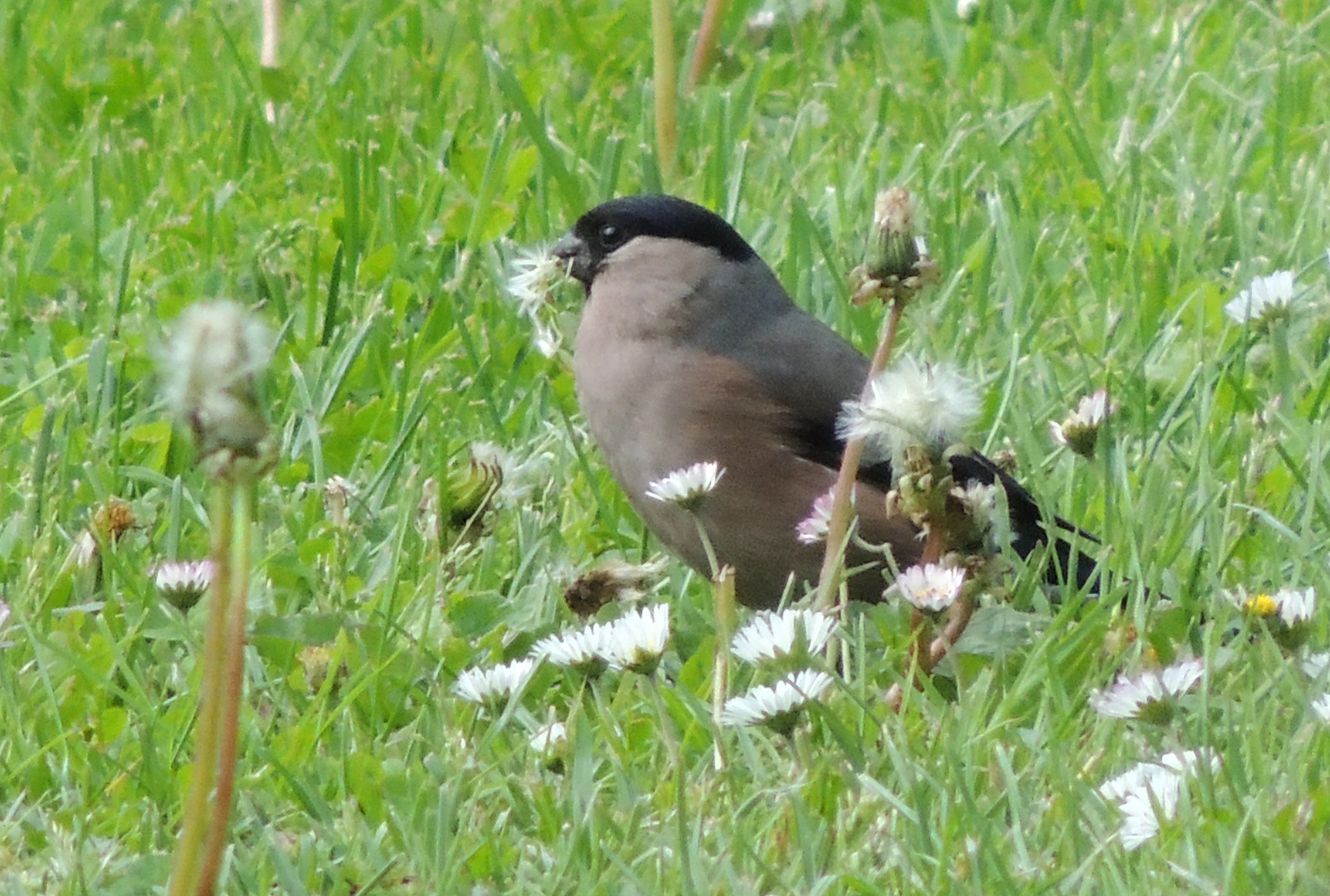 Gimpelweibchen