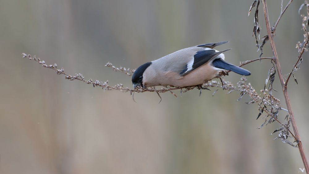 Gimpelweibchen (Pyrrhula pyrrhula) ....