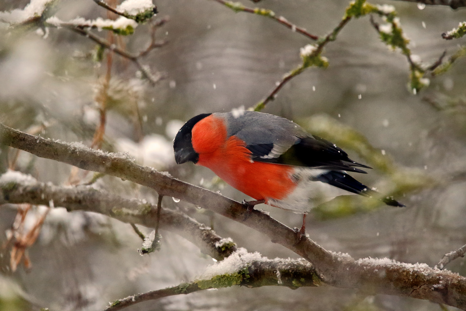 "Gimpl bei Schneefall" = nicht so toll