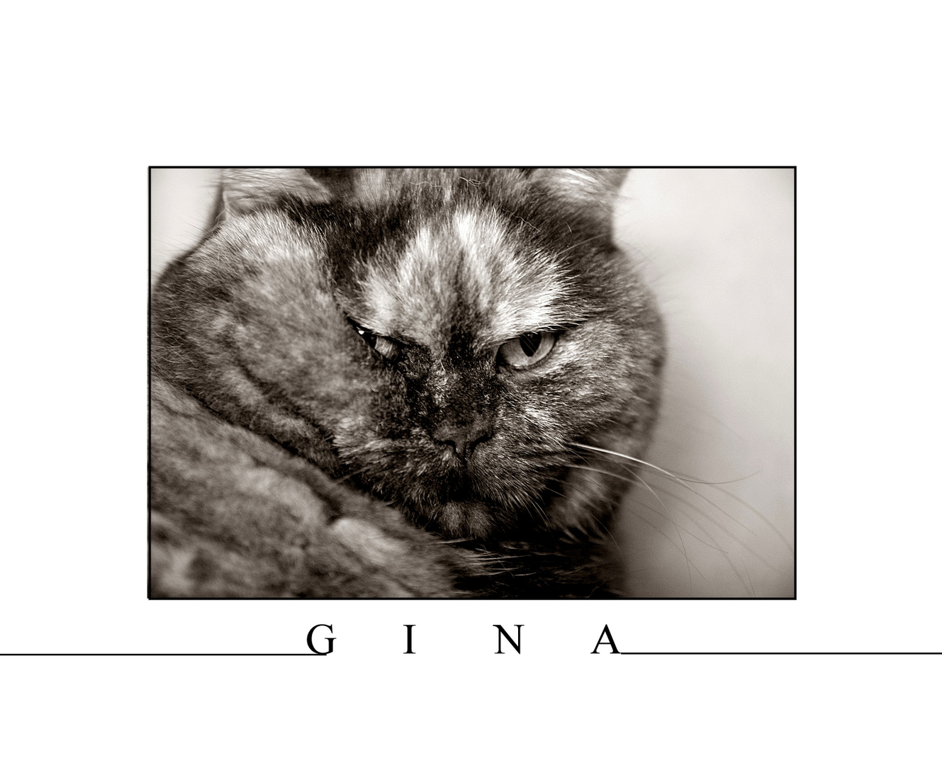 GINA